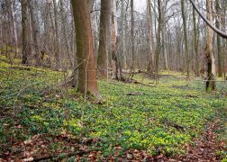 Winterlinge  Gelbe Pracht In Jena 2024 09
